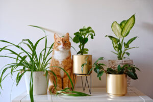 Pet Safe Plants