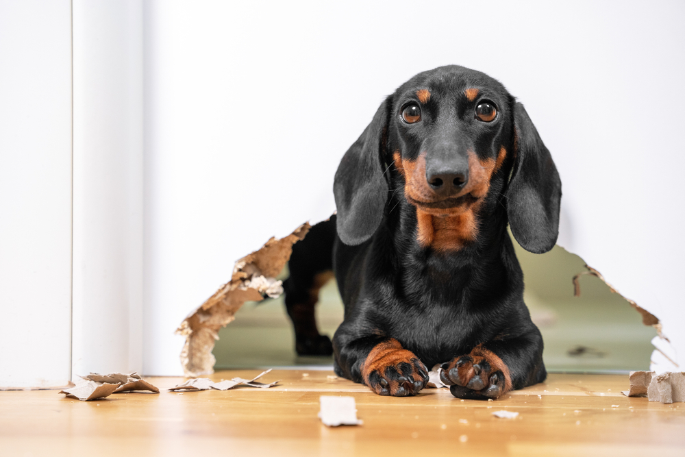 Separation anxiety dog crate
