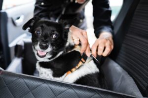 Dog seat belt safety