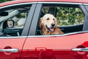 Keep your dog safe and comfortable during care rides