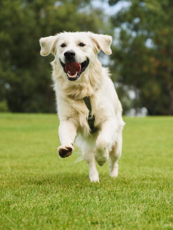 Golden,Retriever,Plays,With,A,Ball.a,Beautiful,Dog,Walks,In