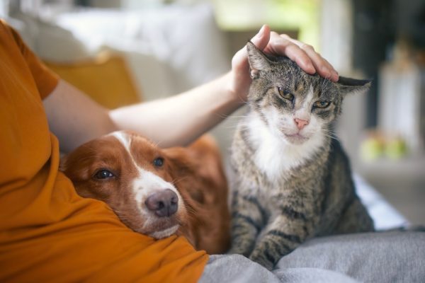 Man,Sitting,On,Sofa,With,Domestic,Animals.,Pet,Owner,Stroking